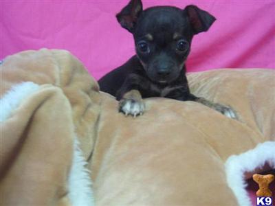 Puppies in OH