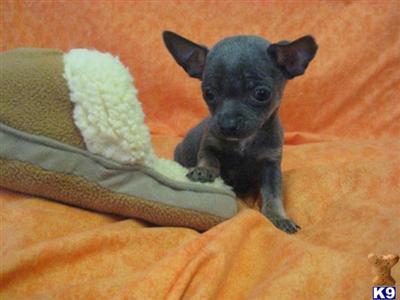Puppies in OH