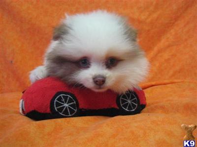 Puppies in OH