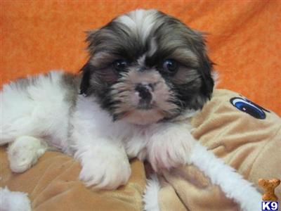 Puppies in OH