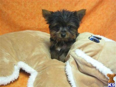Puppies in OH
