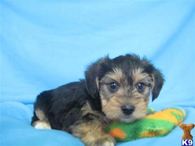 Puppies in OH
