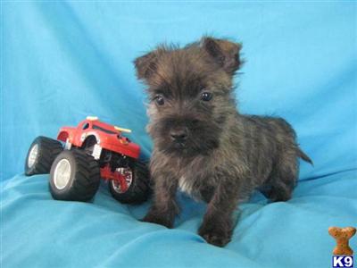 Cairn Terrier Puppies for Sale