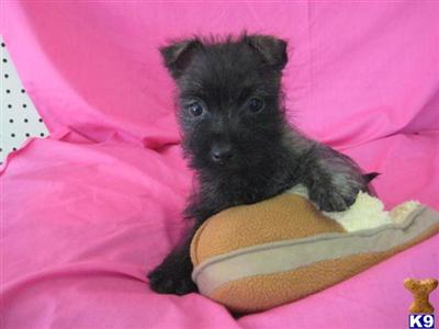 Cairn Terrier Puppies for Sale