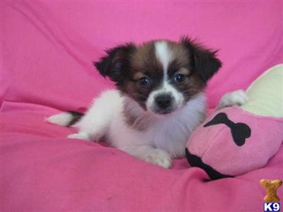 Papillon Puppies for Sale