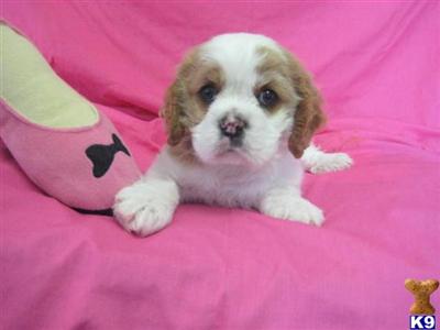 Puppies in OH