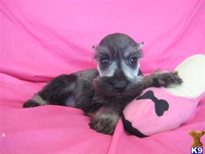 Miniature Schnauzer Puppies for Sale