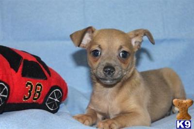 Chihuahua Puppies for Sale