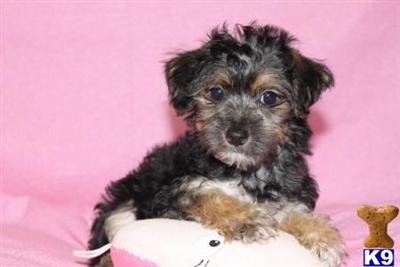 Yorkshire Terrier Puppies for Sale
