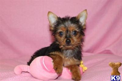 Yorkshire Terrier Puppies for Sale
