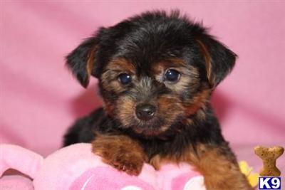 Yorkshire Terrier Puppies for Sale