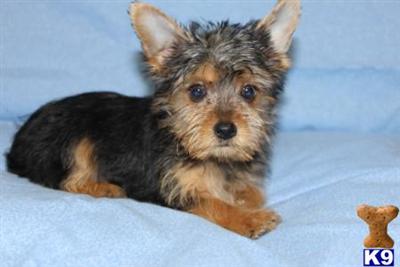 Yorkshire Terrier Puppies for Sale