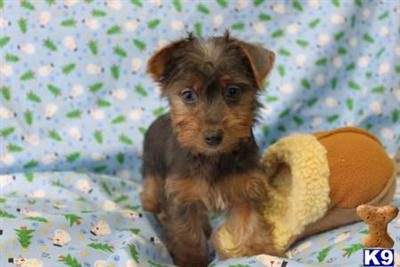 Yorkshire Terrier Puppies for Sale
