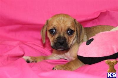 Pug Puppies for Sale