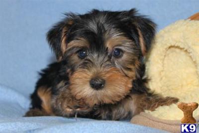 Yorkshire Terrier Puppies for Sale