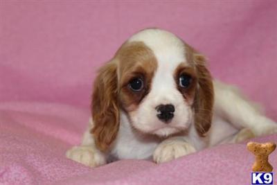 Puppies in OH