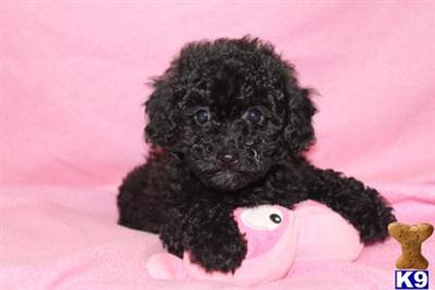 Poodle Puppies for Sale