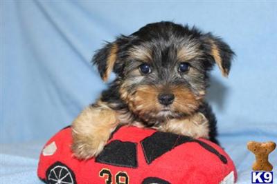 Yorkshire Terrier Puppies for Sale