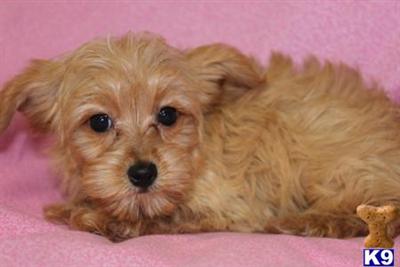 Yorkshire Terrier Puppies for Sale