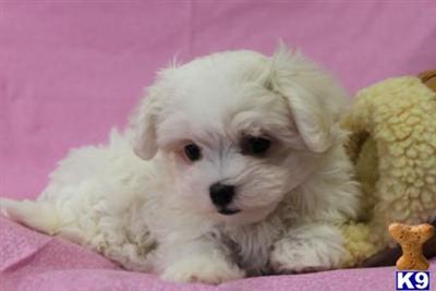 Maltese Puppies for Sale