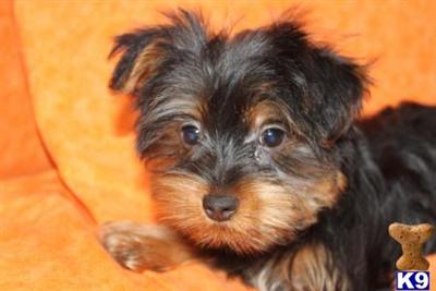Yorkshire Terrier Puppies for Sale