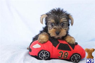 Yorkshire Terrier Puppies for Sale
