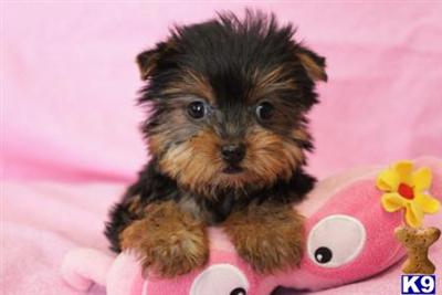 Yorkshire Terrier Puppies for Sale