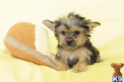 Yorkshire Terrier Puppies for Sale