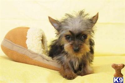 Yorkshire Terrier Puppies for Sale