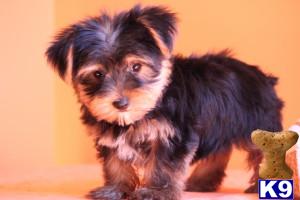 Yorkshire Terrier Puppies for Sale