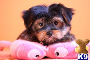 Yorkshire Terrier Puppies for Sale