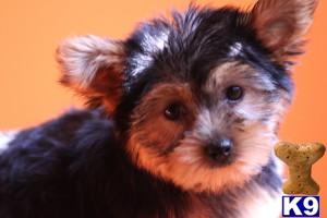 Yorkshire Terrier Puppies for Sale