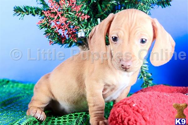 Dachshund Puppies