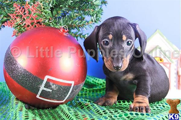 Dachshund Puppies