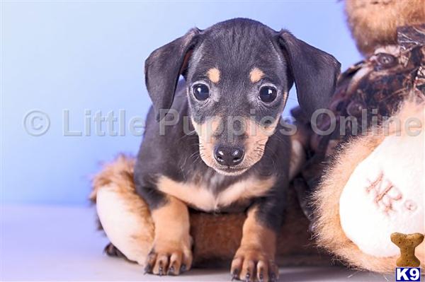 Dachshund Puppies