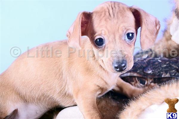 Dachshund Puppies