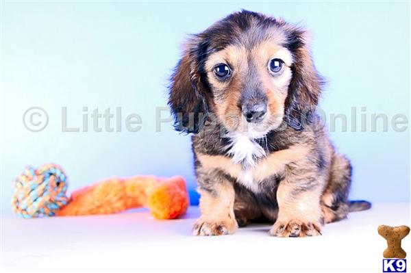 Dachshund Puppies