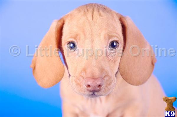 Dachshund Puppies