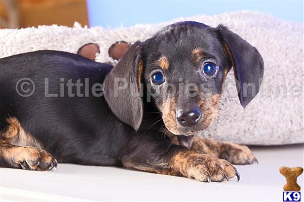 Dachshund Puppies