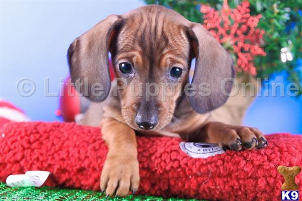 Dachshund Puppies
