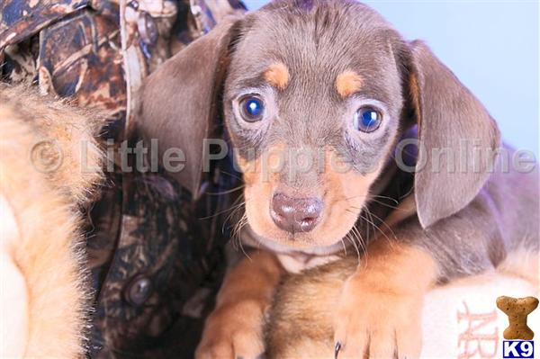 Dachshund Puppies