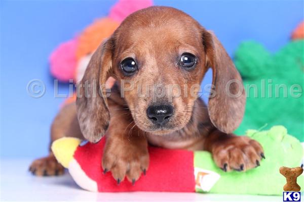 dachshund puppies ohio document moved dachshund puppies ohio document moved