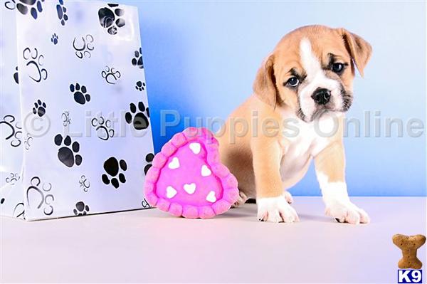 English Bulldog Puppies in OH