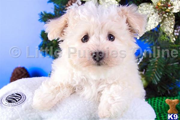 Havanese Puppies