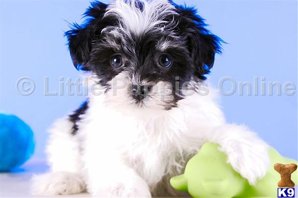 Havanese Puppies