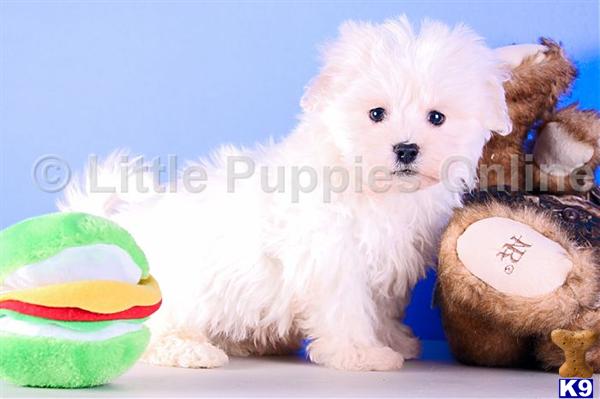Havanese Puppies
