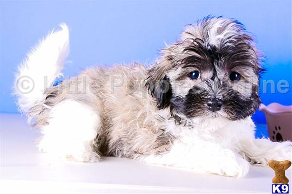 Havanese Puppies