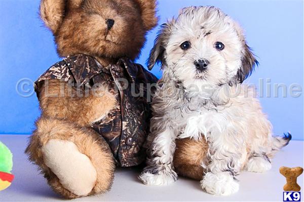 Havanese Puppies