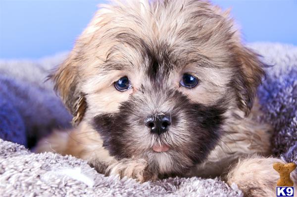 shih tzu puppies for sale brisbane shih tzu maltese puppies for sale brisbane shih tzu puppies for sale brisbane shih tzu maltese puppies for sale brisbane