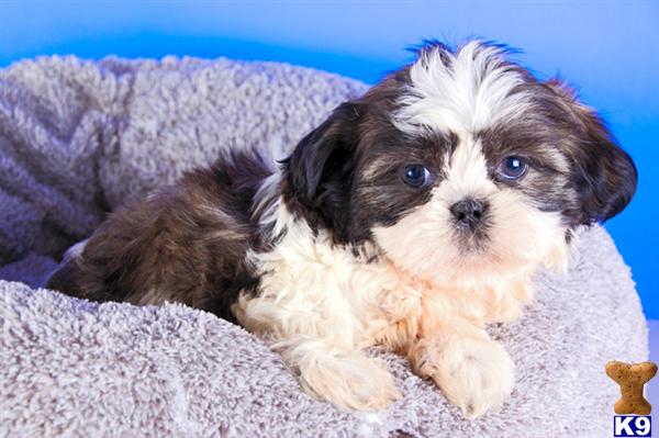 Tiny+shih+tzu+puppies+for+sale+in+ohio